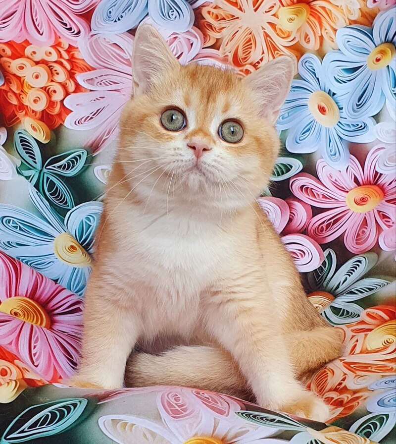 Kitten Vaccination Schedule: A Complete Guide