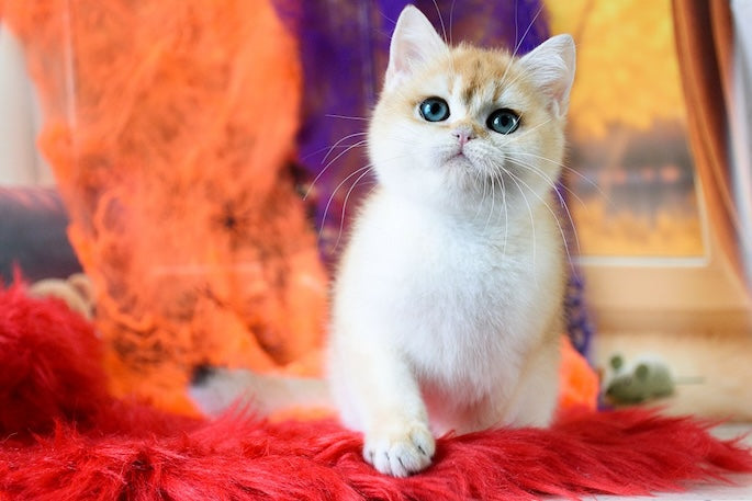 Choosing the Best Cat Carrier: Safety and Comfort Tips