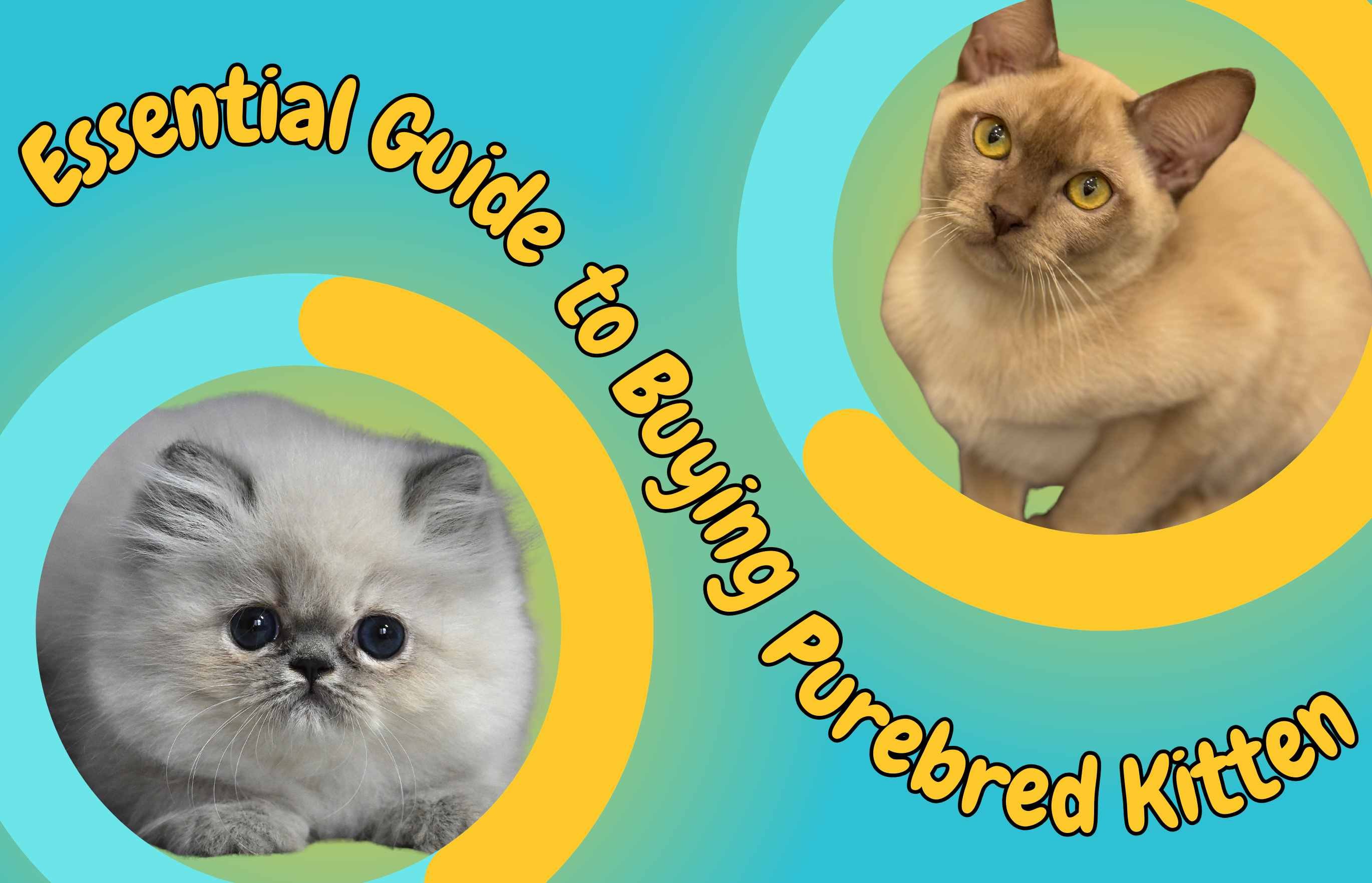 Essential Guide to Buying a Purebred Kitten