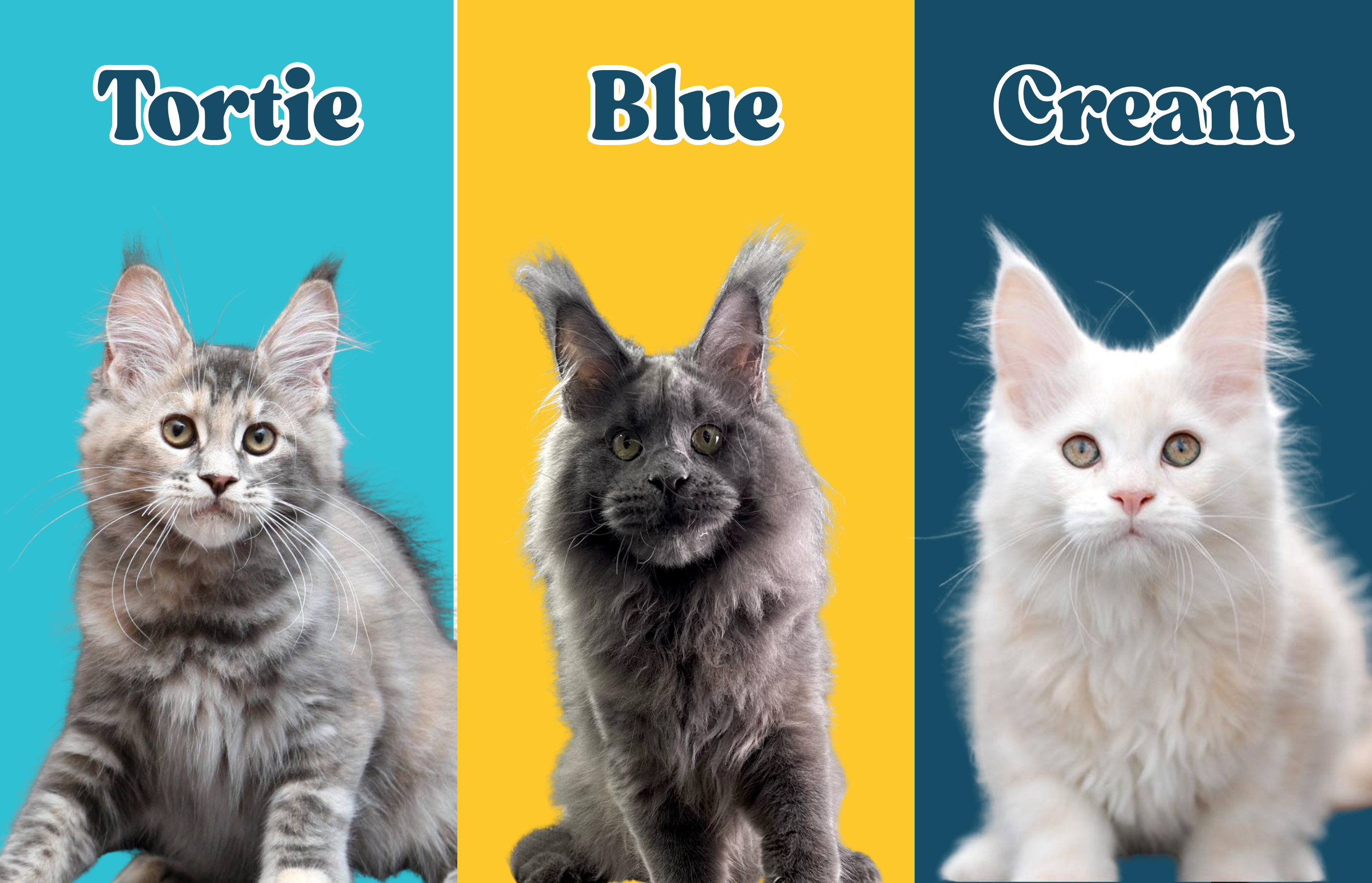 Cat Colors and International Designations