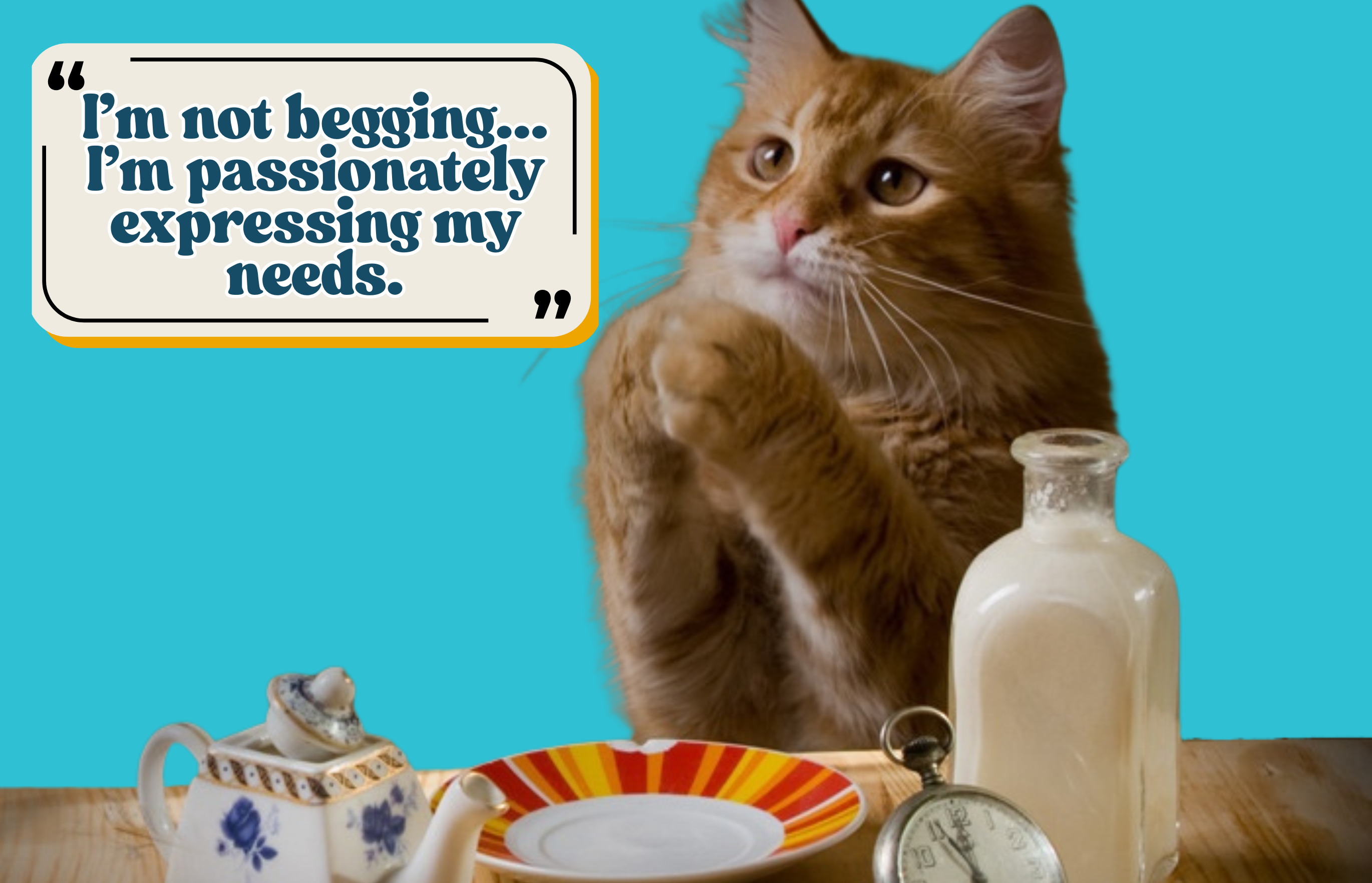 Why Does a Cat Constantly Ask for Food?