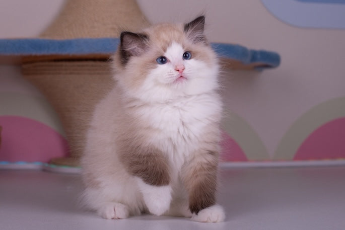 How to Prepare Your Home for a Longhaired Cat