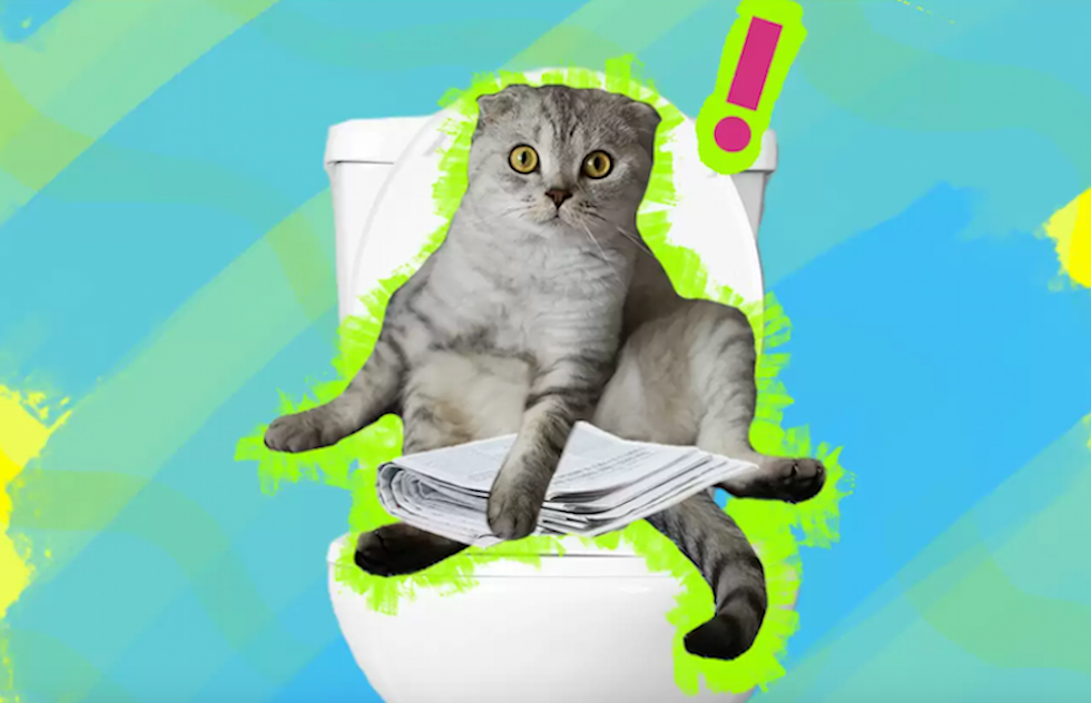 Can I Train My Cat To Use The Toilet?