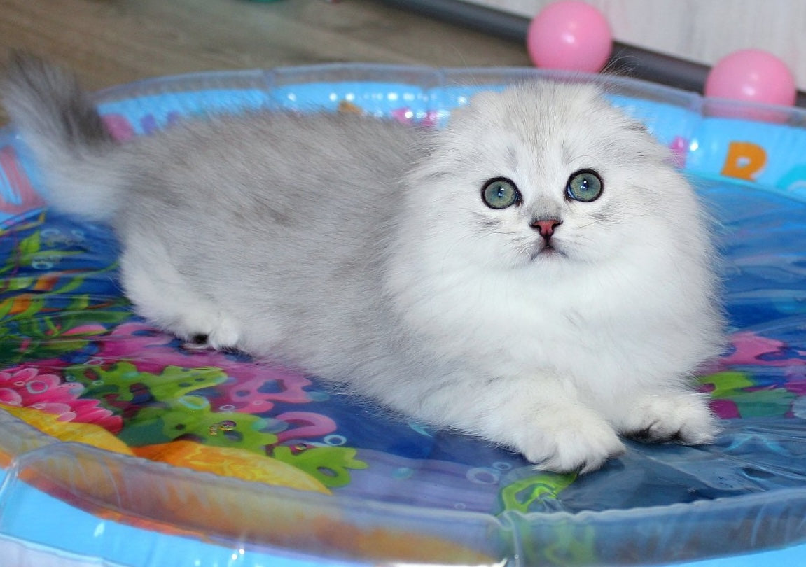 The Fluffiest Cat Breeds That Will Melt Your Heart