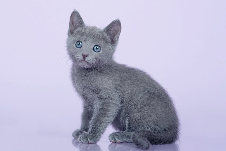 Wet vs Dry Cat Food Pros, Cons, and Expert Tips