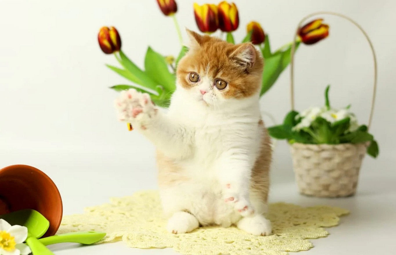 How to Choose the Right Cat Breed for Your Lifestyle