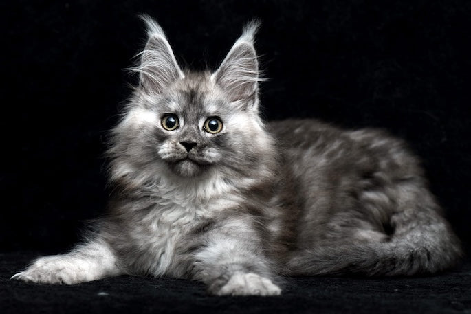 How to Reduce Shedding: Cat Hair Control Tips