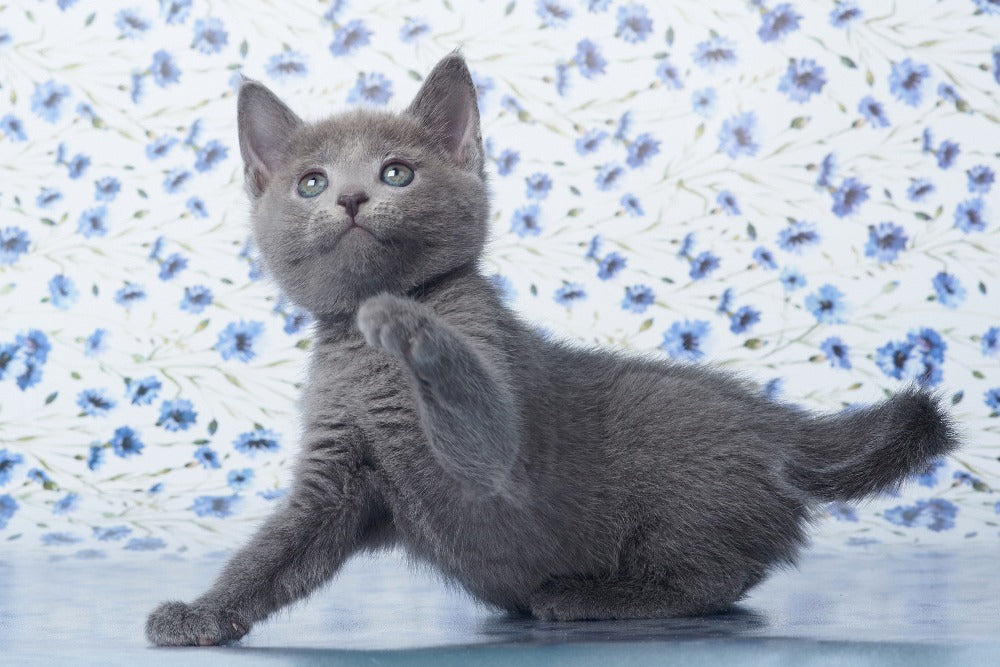 Top 6 Energetic Cat Breeds That Love to Play