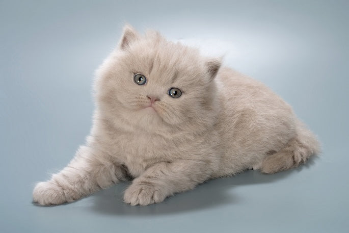 British Longhair Health Issues: Symptoms & Prevention