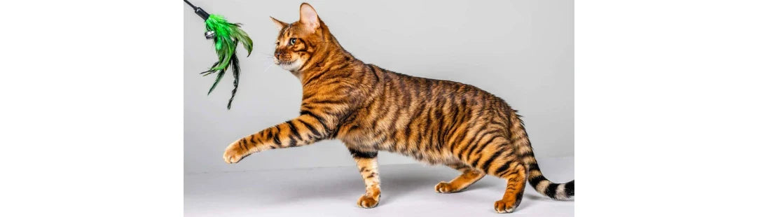 Toyger kitten for sale