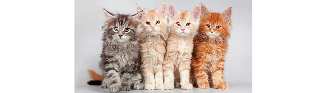 Maine Coon kitten for sale