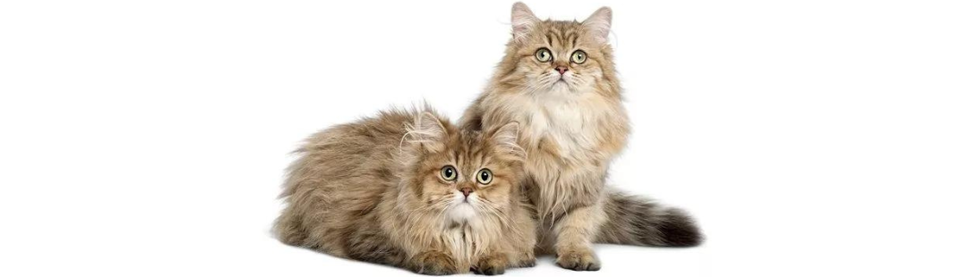 British Longhair kitten for sale