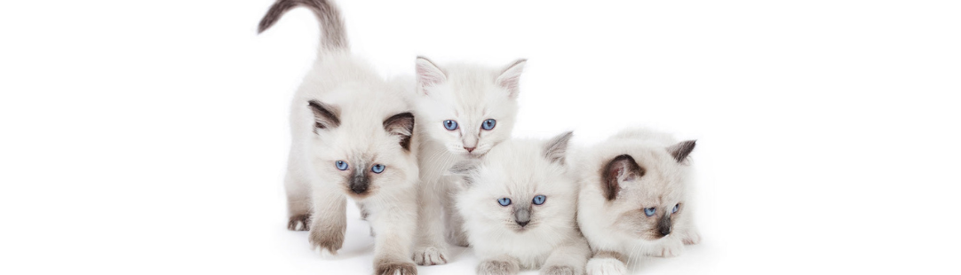 Ragdoll kitten for sale