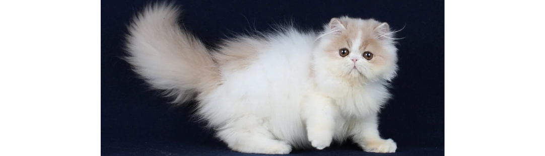 Persian kitten for sale