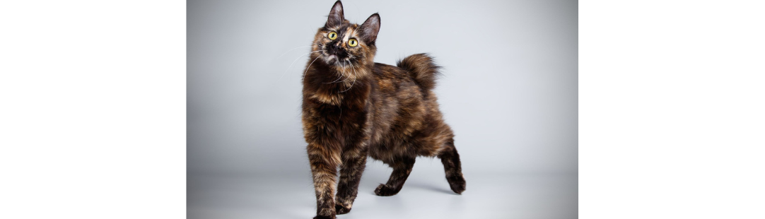 Kurilian Bobtail kitten for sale