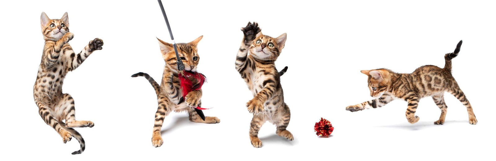 Bengal kitten for sale