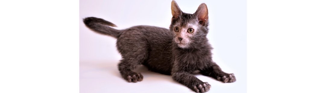 Lykoi