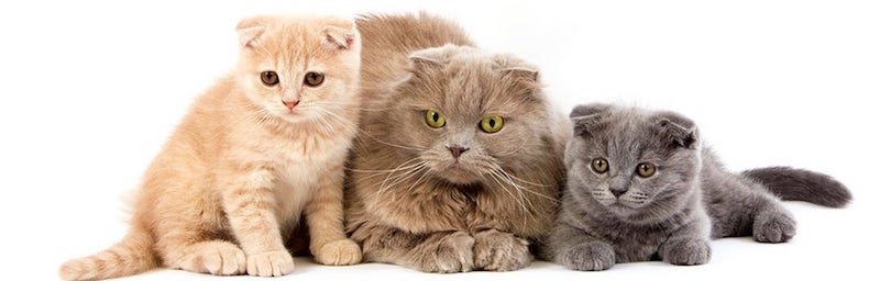 Scottish Fold kitten for sale