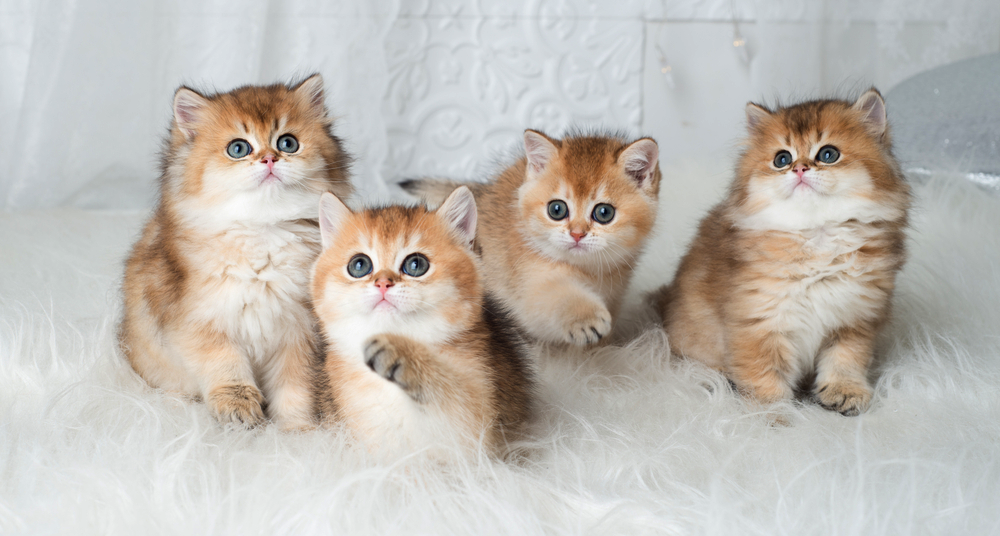 British Shorthair kitten for sale