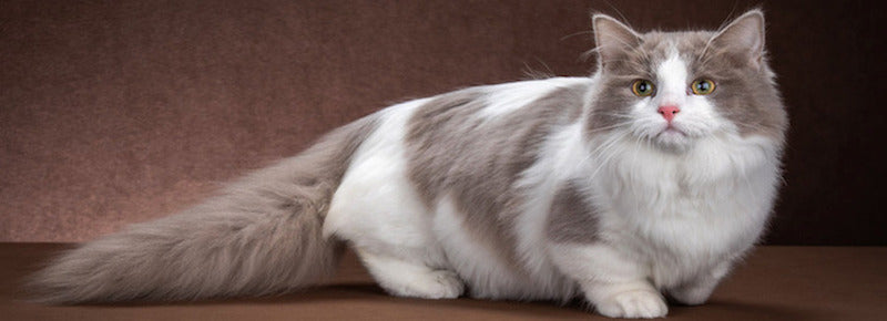 Munchkin kitten for sale