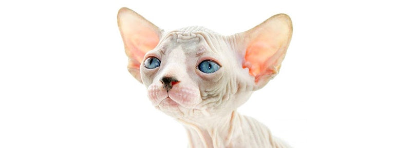 Sphynx kitten for sale