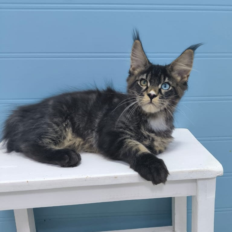 Joker Maine Coon male, black tabby with white