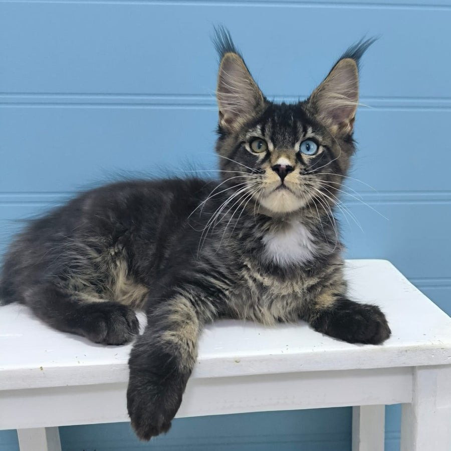 Joker Maine Coon male, black tabby with white