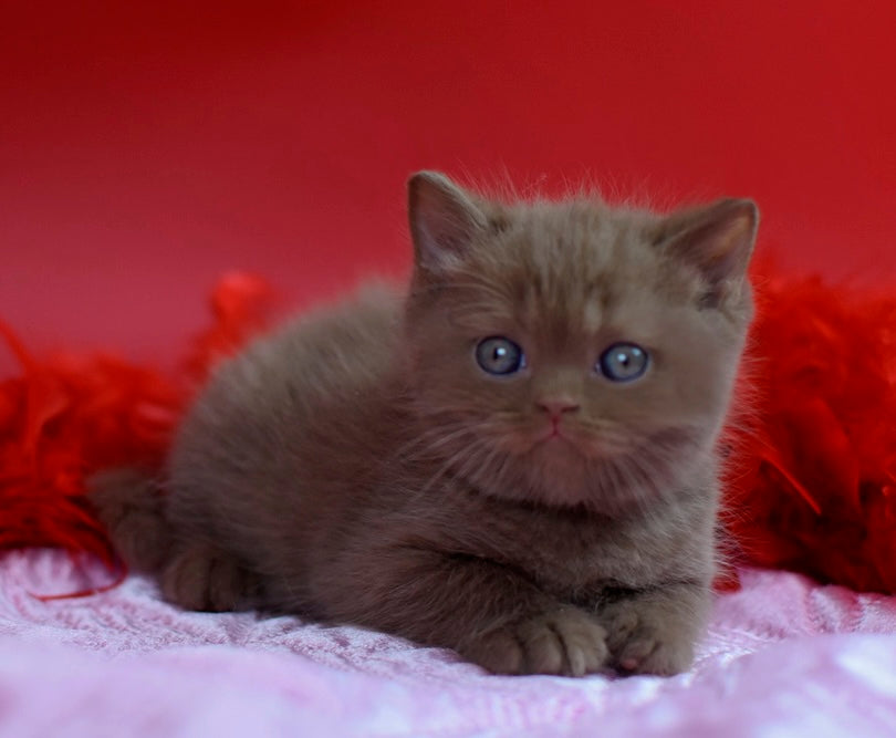 Walker British Shorthair male сinnamon - live animals