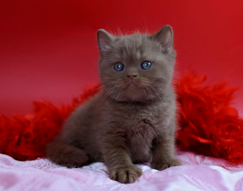 Walker British Shorthair male сinnamon - live animals