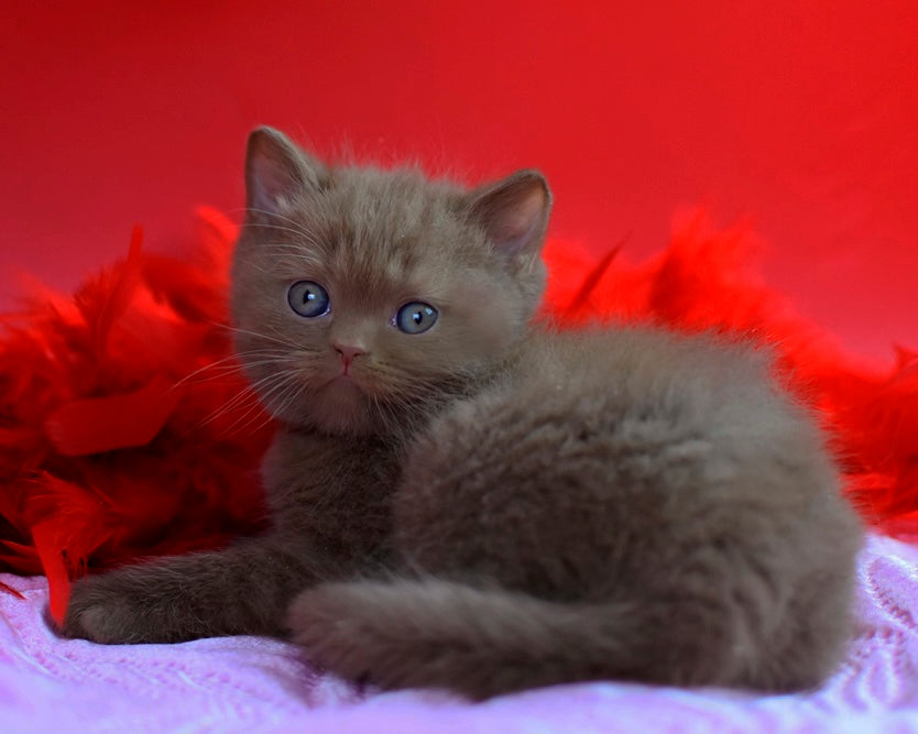 Walker British Shorthair male сinnamon - live animals