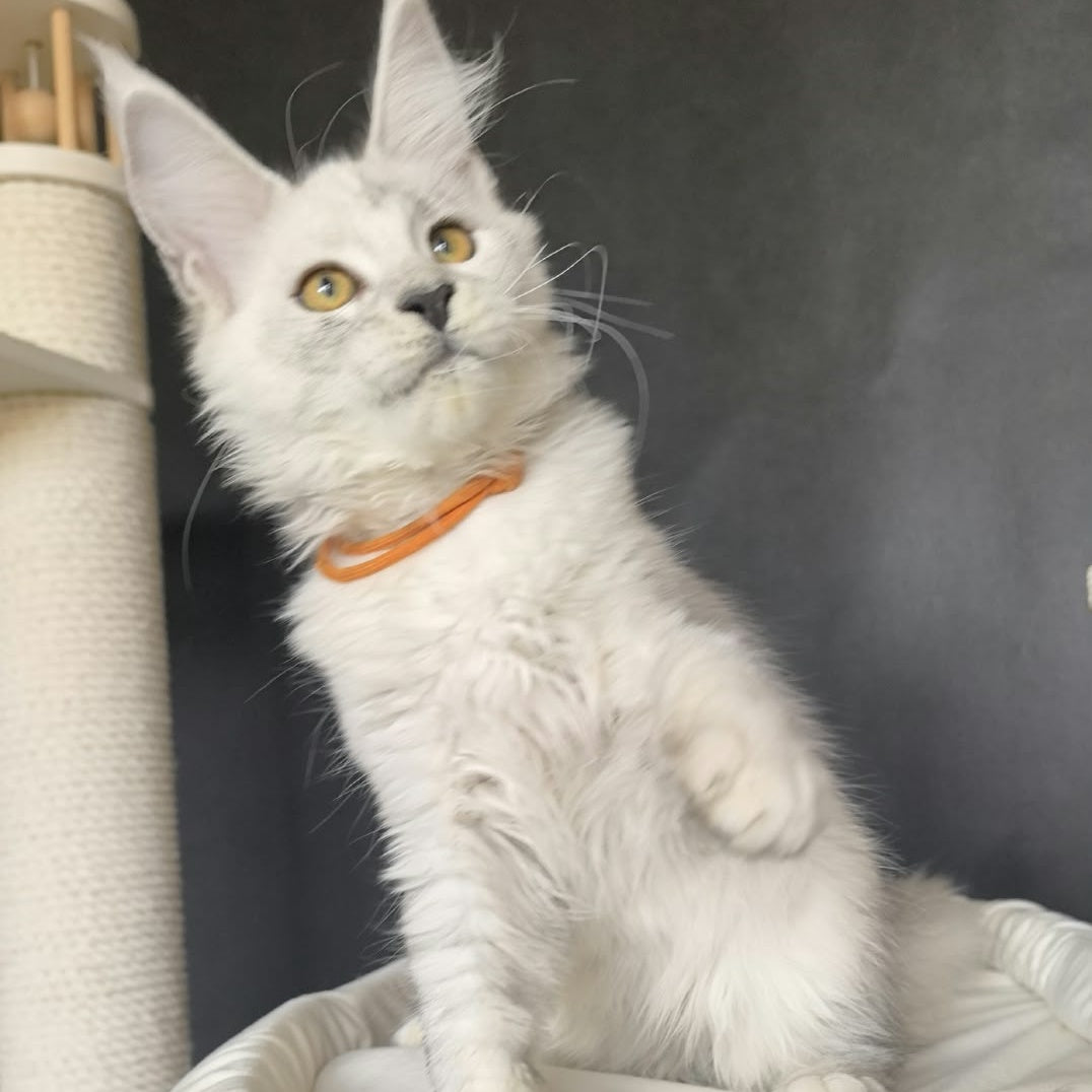 Williana Maine Coon female, black silver tabby