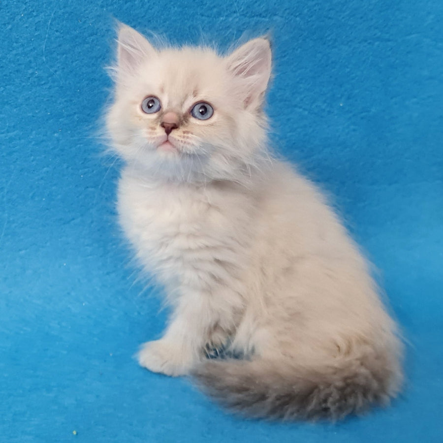 Buddy Siberian male, blue tabby pointed