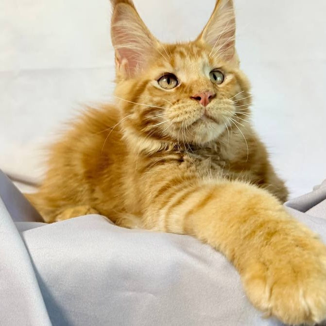 Hermes Maine Coon male, red