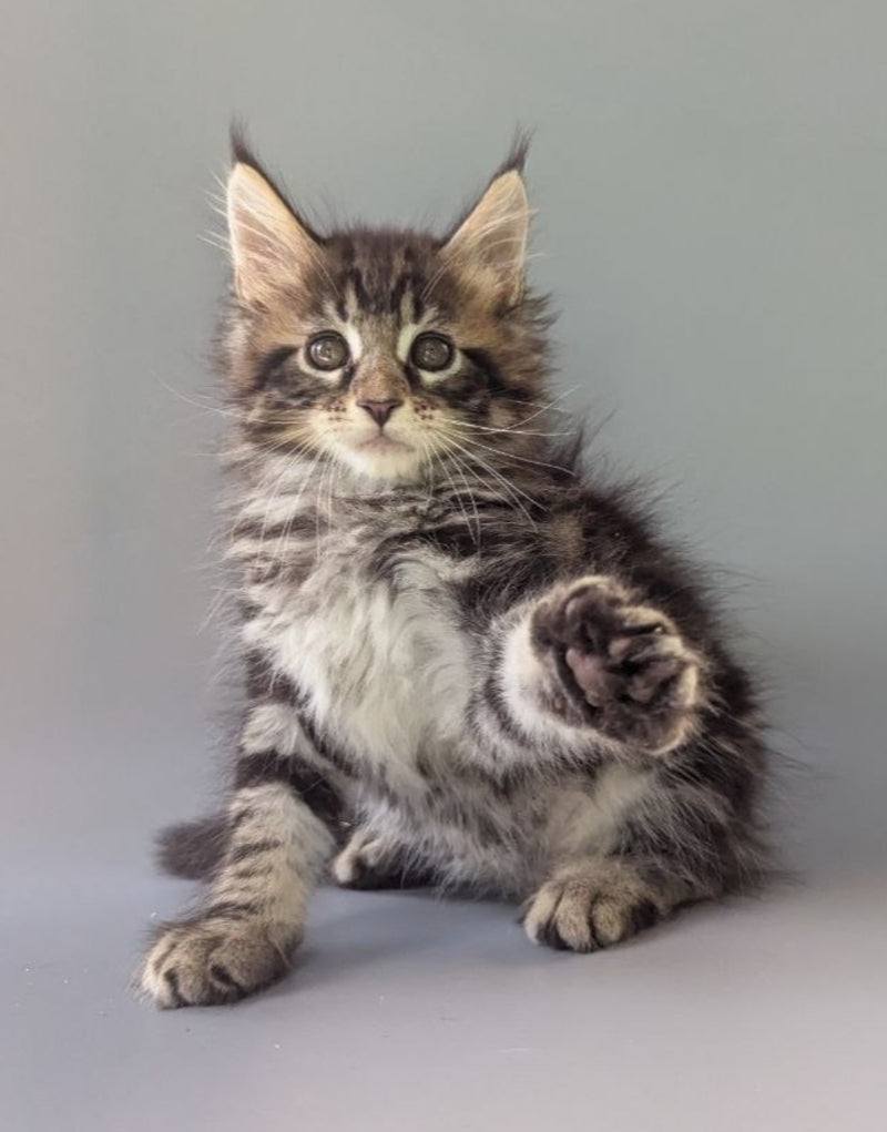Harold Maine Coon male black tabby - live animals