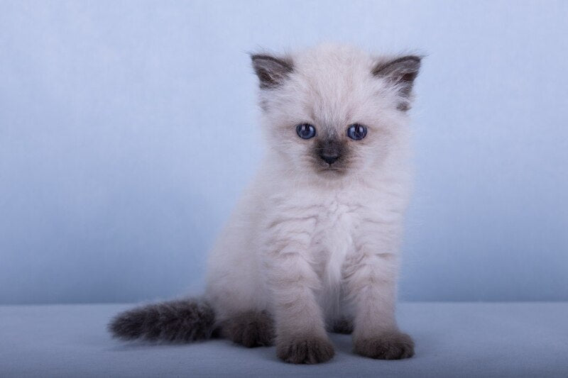 Iriska Siberian female, black tabby pointed