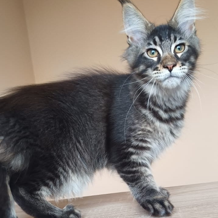 Esma Maine Coon female, black ticked tabby