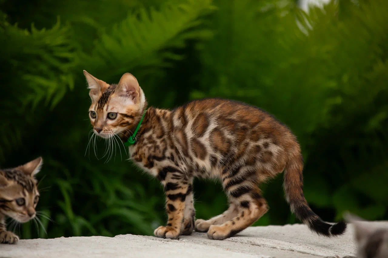 Boss Bengal male, black spotted tabby