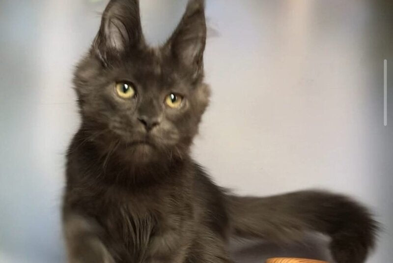 Umka Maine Coon male, blue