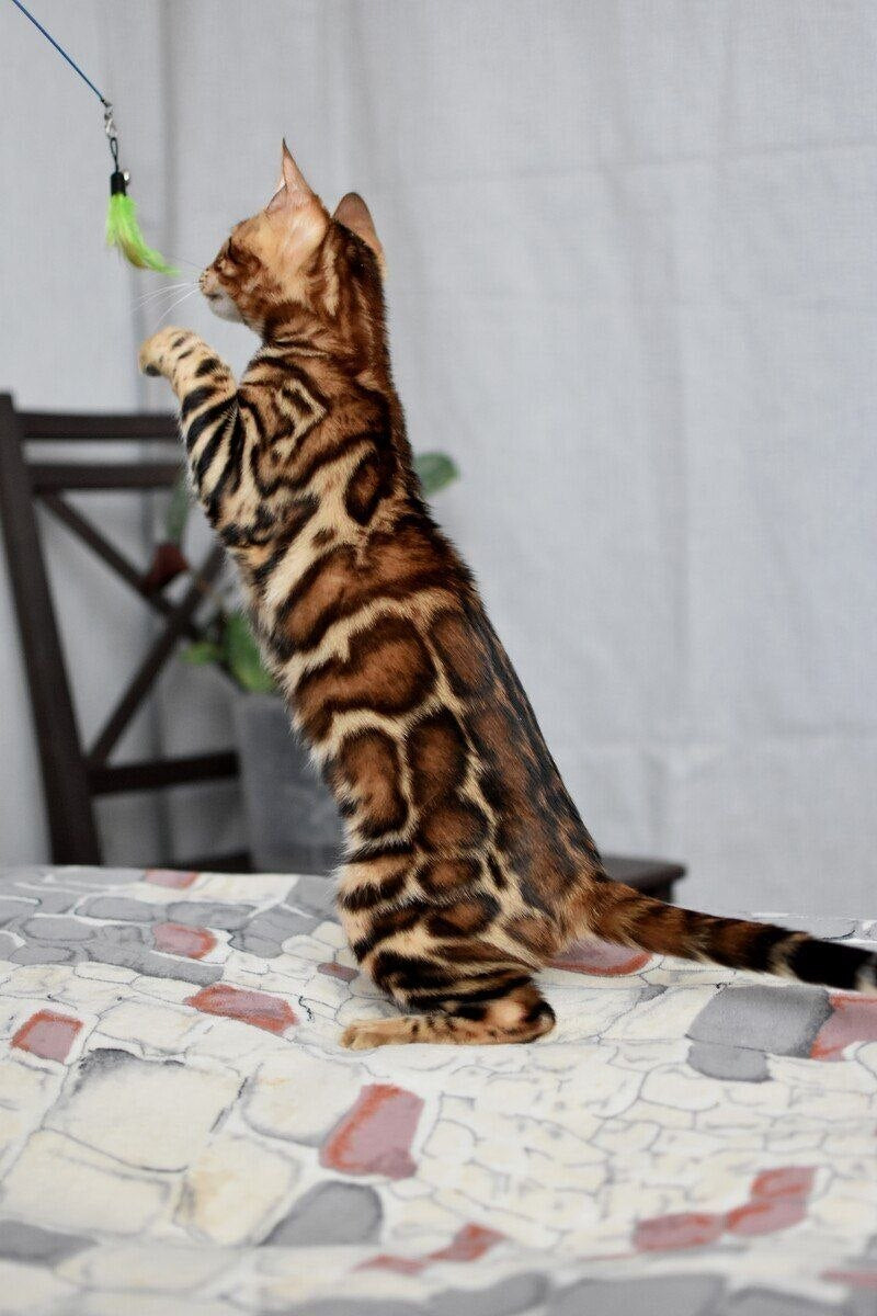 Lorenzo Bengal male black spotted tabby - live animals