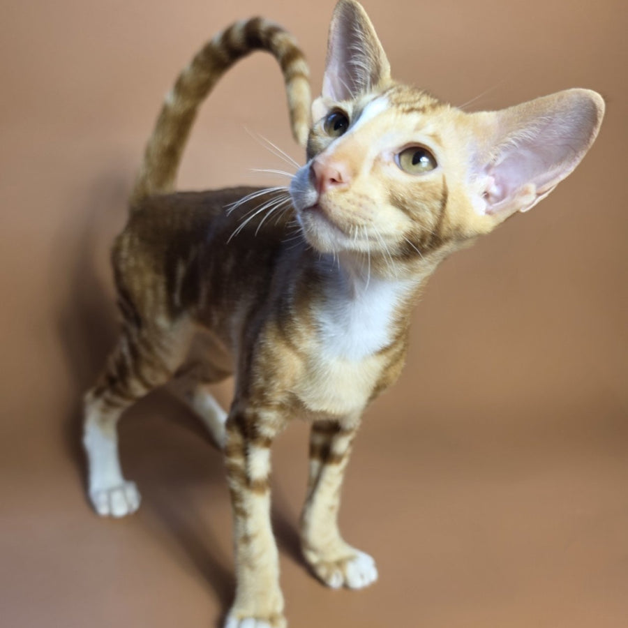 Xylan Oriental Shorthair male, red tabby mitted