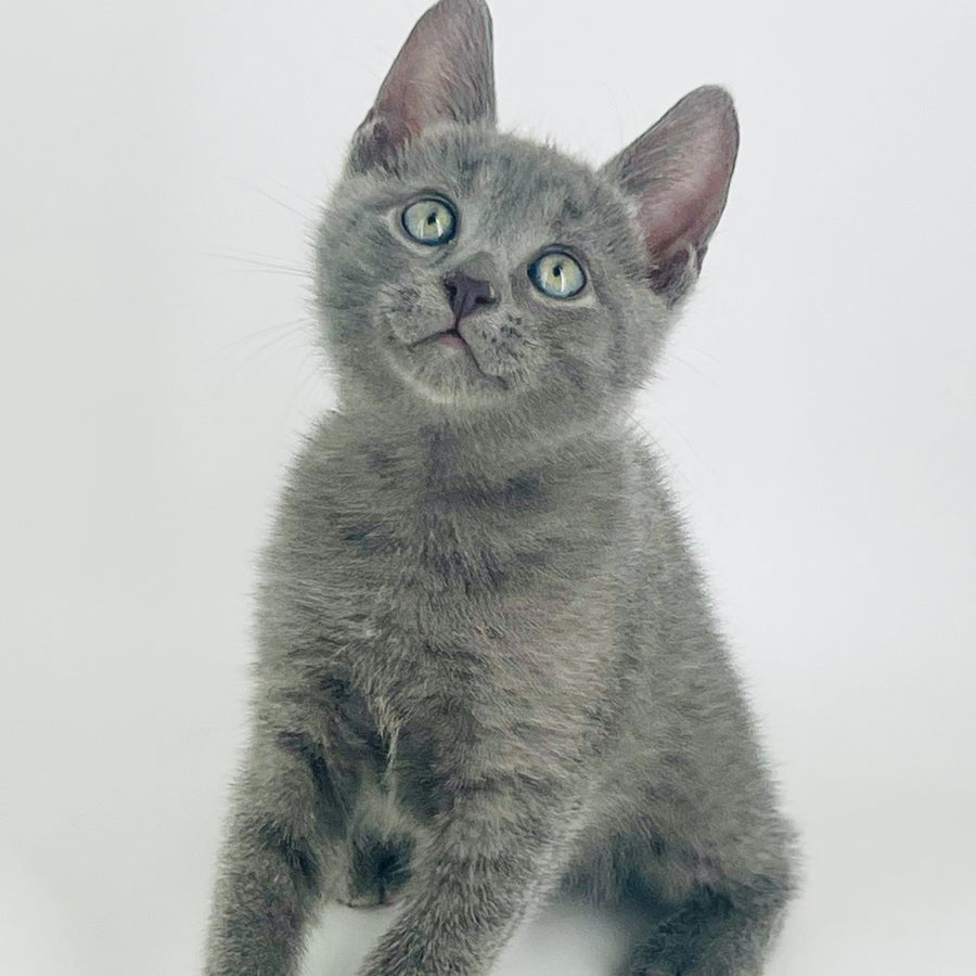 Archie Russian Blue male, blue