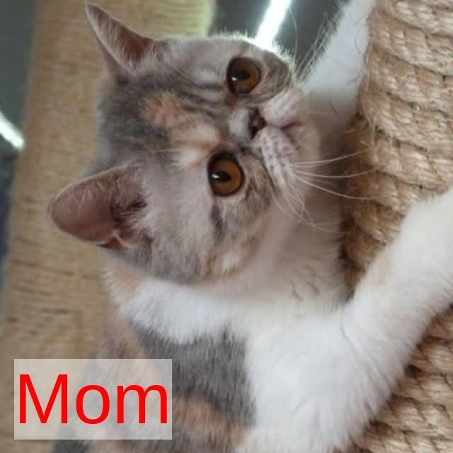 Milashka Exotic female, blue tortie tabby bicolour