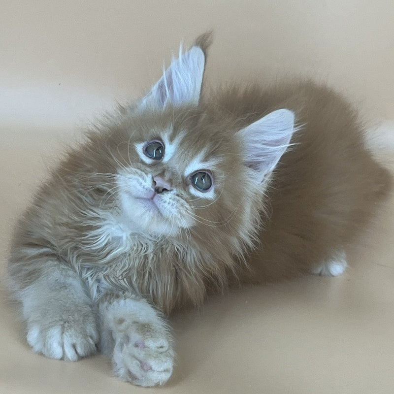 Brahms Maine Coon male, red tabby