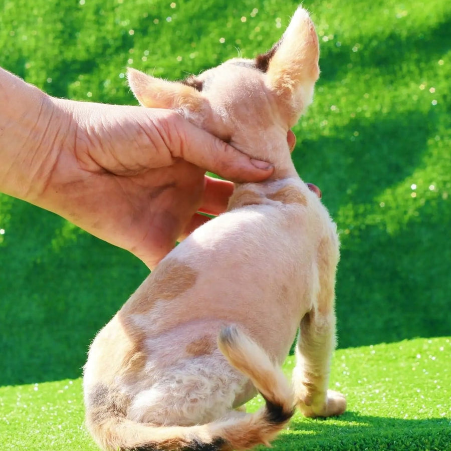 Аlfa Romeo Devon Rex female, black tortie pointed harlequin