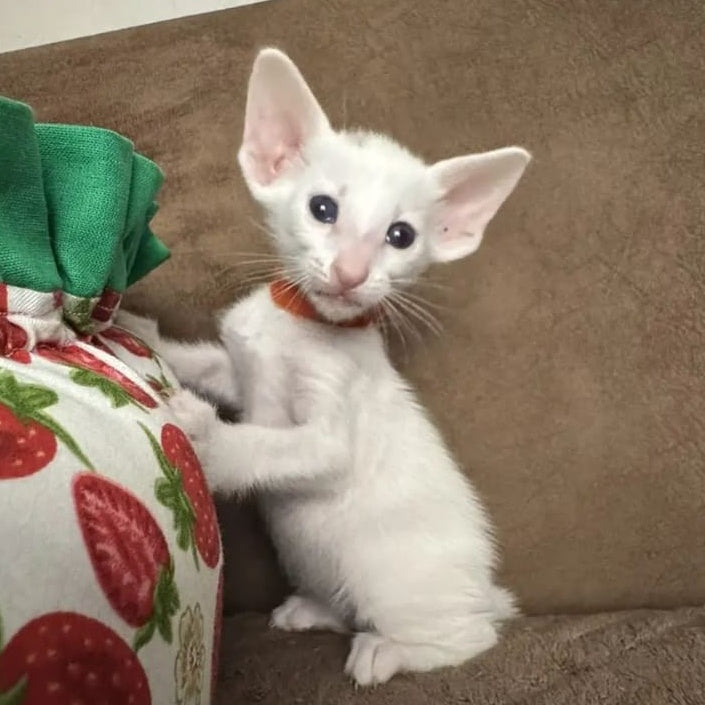 Stella Oriental Shorthair female, white
