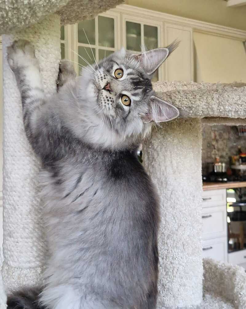 Arseny Maine Coon male, black silver ticked tabby