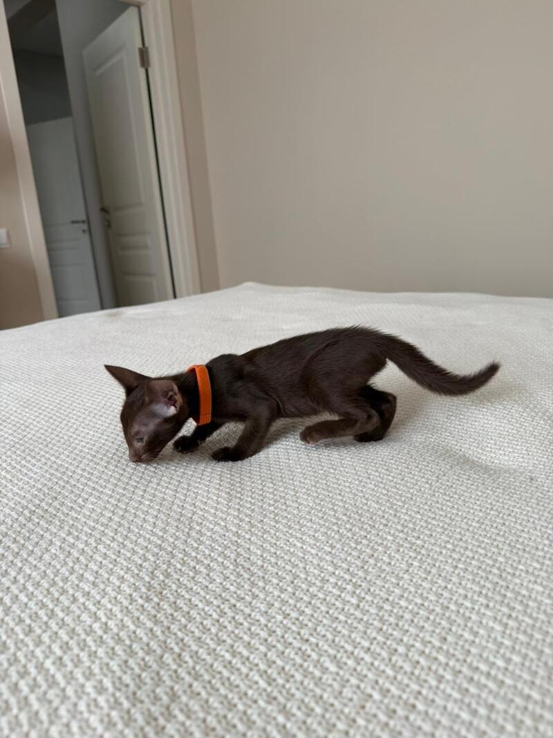 Aurora Oriental Shorthair female chocolate - live animals