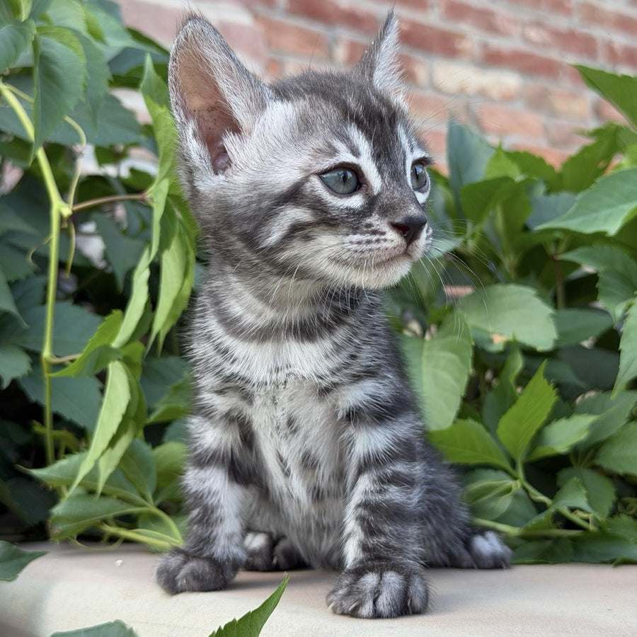 Christian Bengal male, black silver spotted tabby
