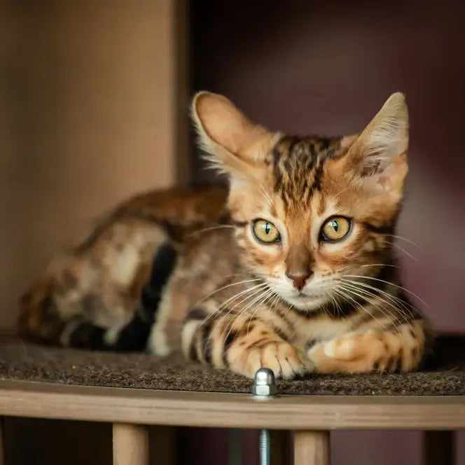 Dilan Bengal male, black spotted tabby