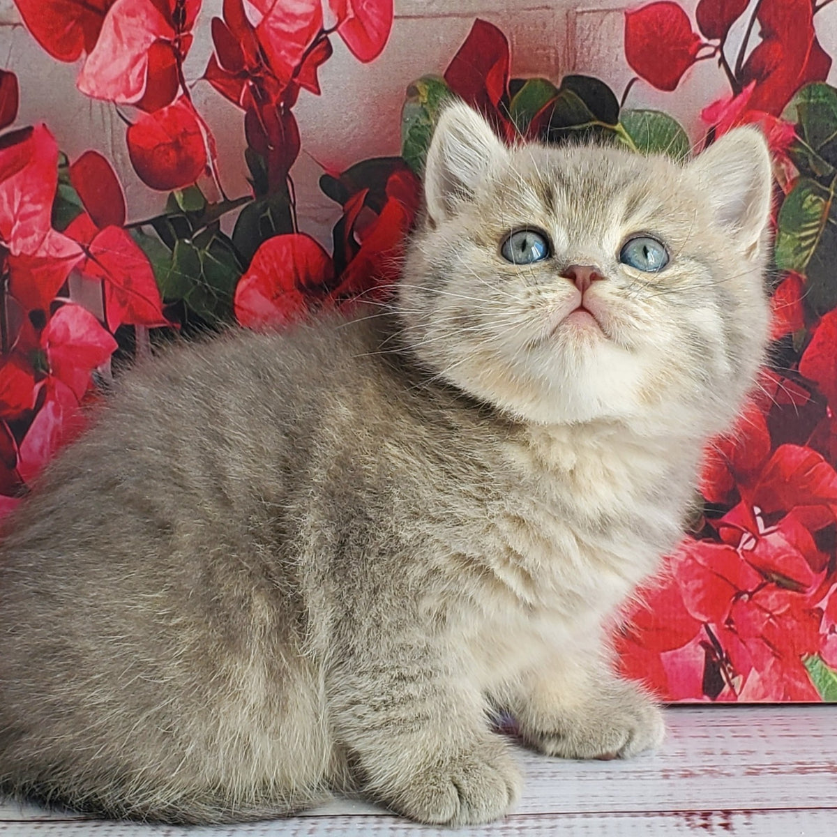Hugo British Shorthair male, blue golden ticked tabby
